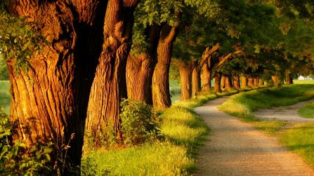 amusement-parks-relaxing-evening-walk-way-parks-grass-tree-trees-nature-footpaths-beautiful-alleys-footpath-alley-wallpaper-wide-1920x1080